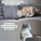 CatVortex — Instinct réveillé