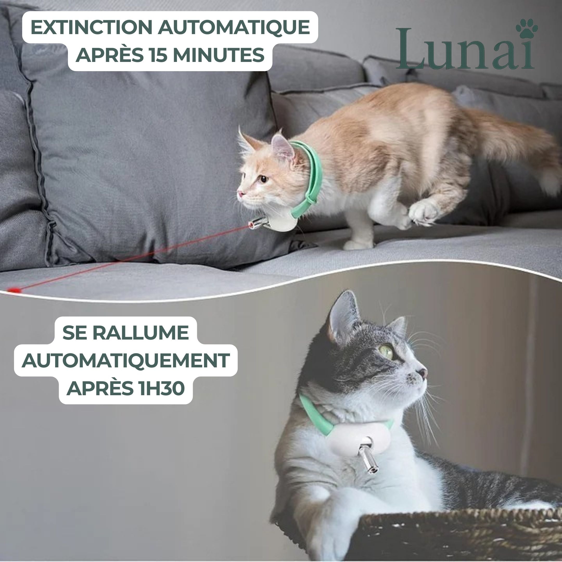 CatVortex — Instinct réveillé